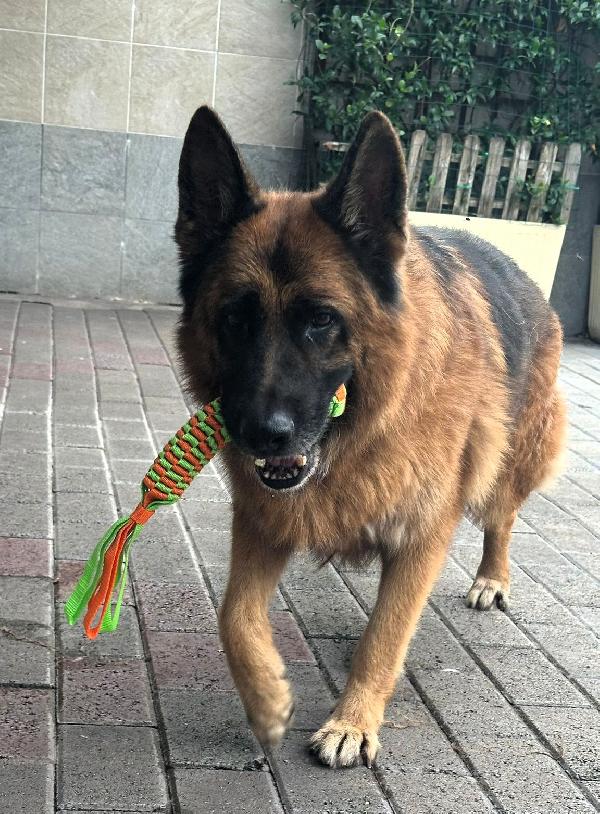 IBRA STREPITOSO PASTORE TEDESCO Foto 10